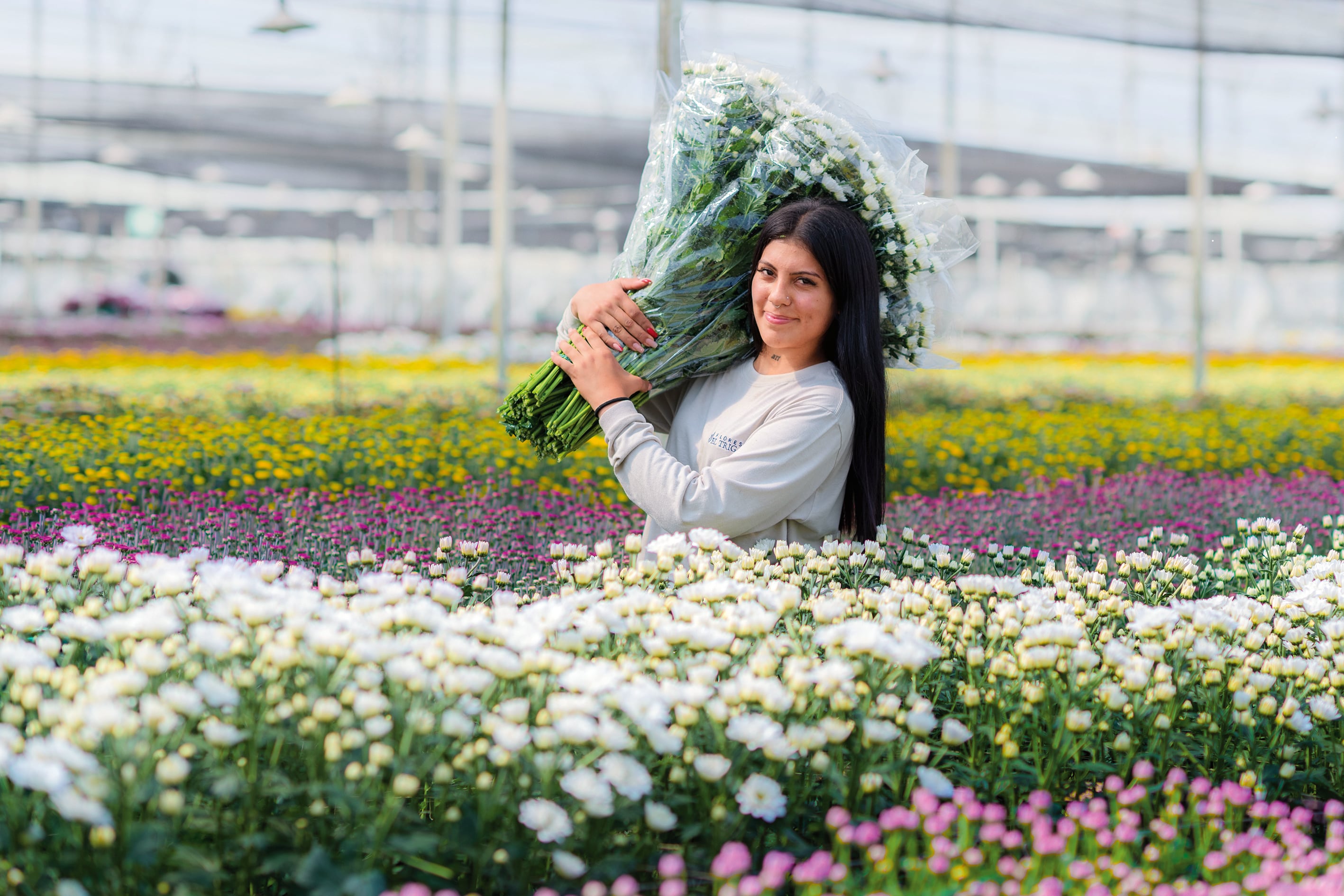 Hace poco más de tres meses fue la primera exportación marítima de 130.000 tallos de flores El Capiro desde Puerto Antioquia hacia Londres.