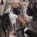 Fundación Amar Huellitas, en Anolaima Cundinamarca, puede ser desalojada por fallo judicial y piden ayuda