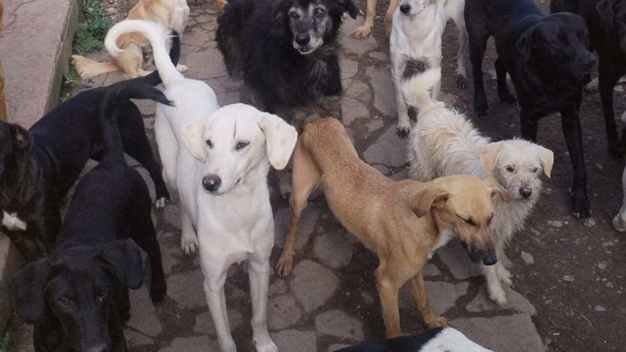 Fundación Amar Huellitas, en Anolaima Cundinamarca, podría ser desalojada. Foto: Fundación Amar Huellitas
