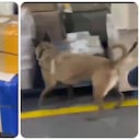 Perro frustra tráfico de estupefacientes.