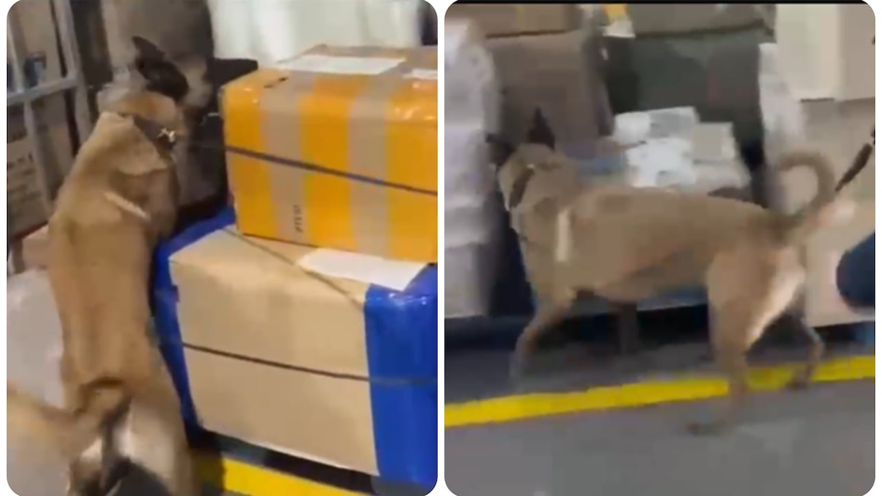 Perro frustra tráfico de estupefacientes.