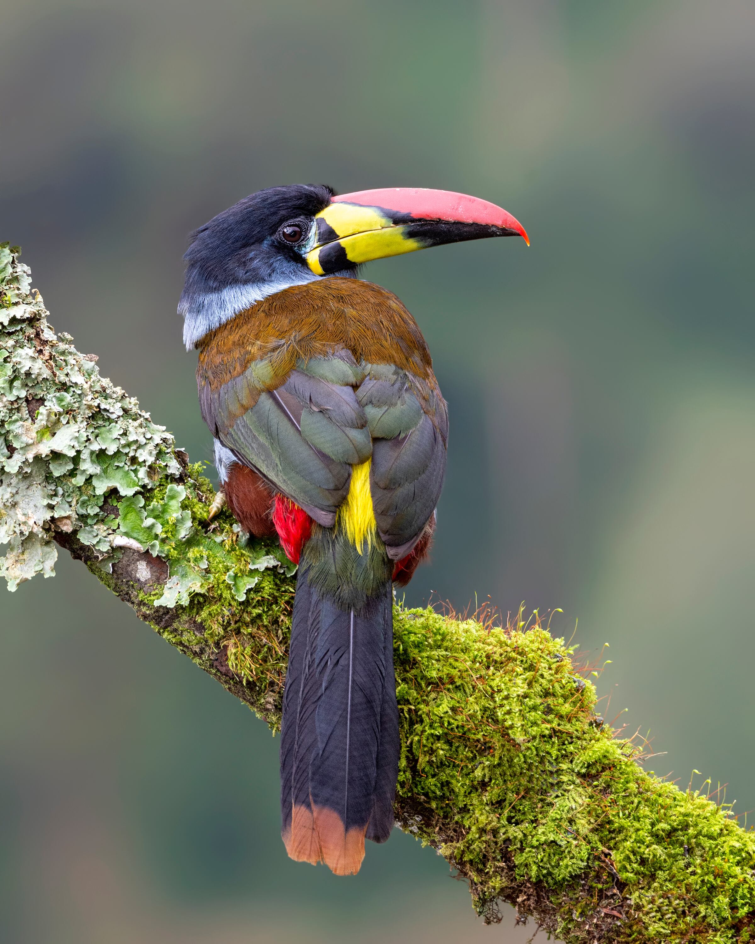 pájaro Andigena hypoglauca
