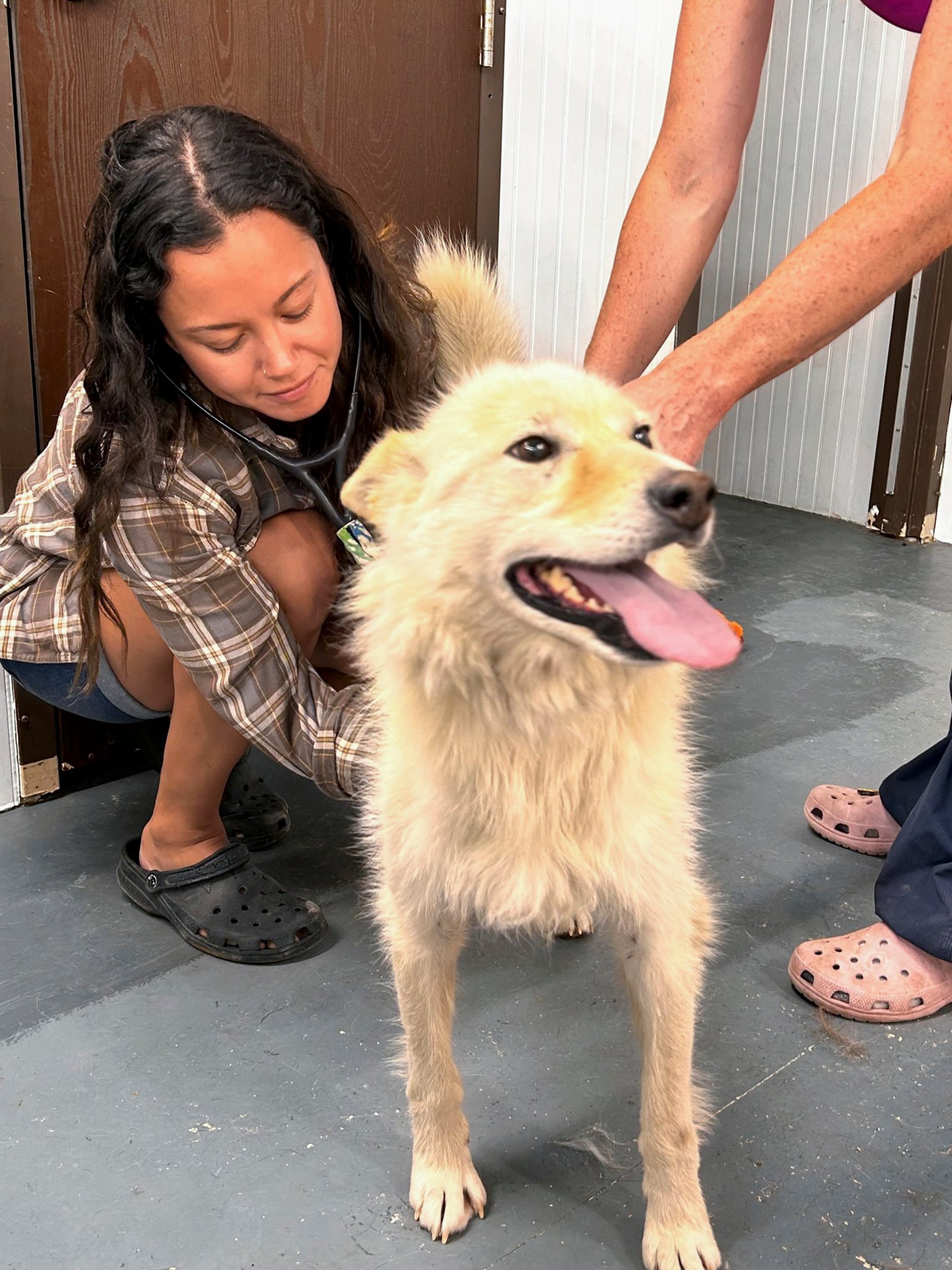 Al final, tanto en los vuelos militares como en los comerciales se permitió subir a bordo a los animales sin necesidad de jaula. (Veterinarios Sin Fronteras vía AP)
