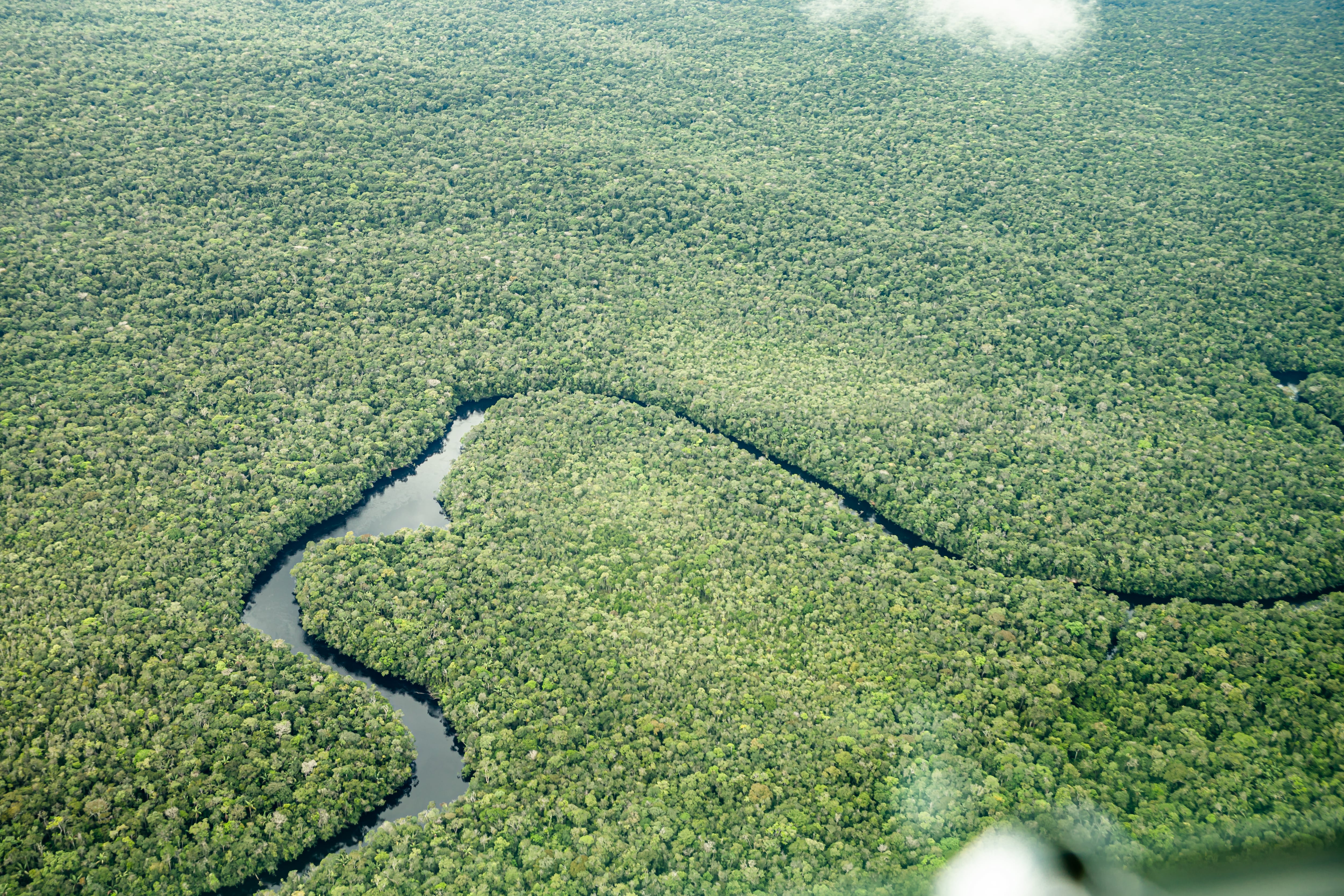 El proyecto BAKAROKARIRE, de la Corporación Masbosques en el Vaupés, espera lograr la remoción de 15.724.369 toneladas de CO2e en 30 años.