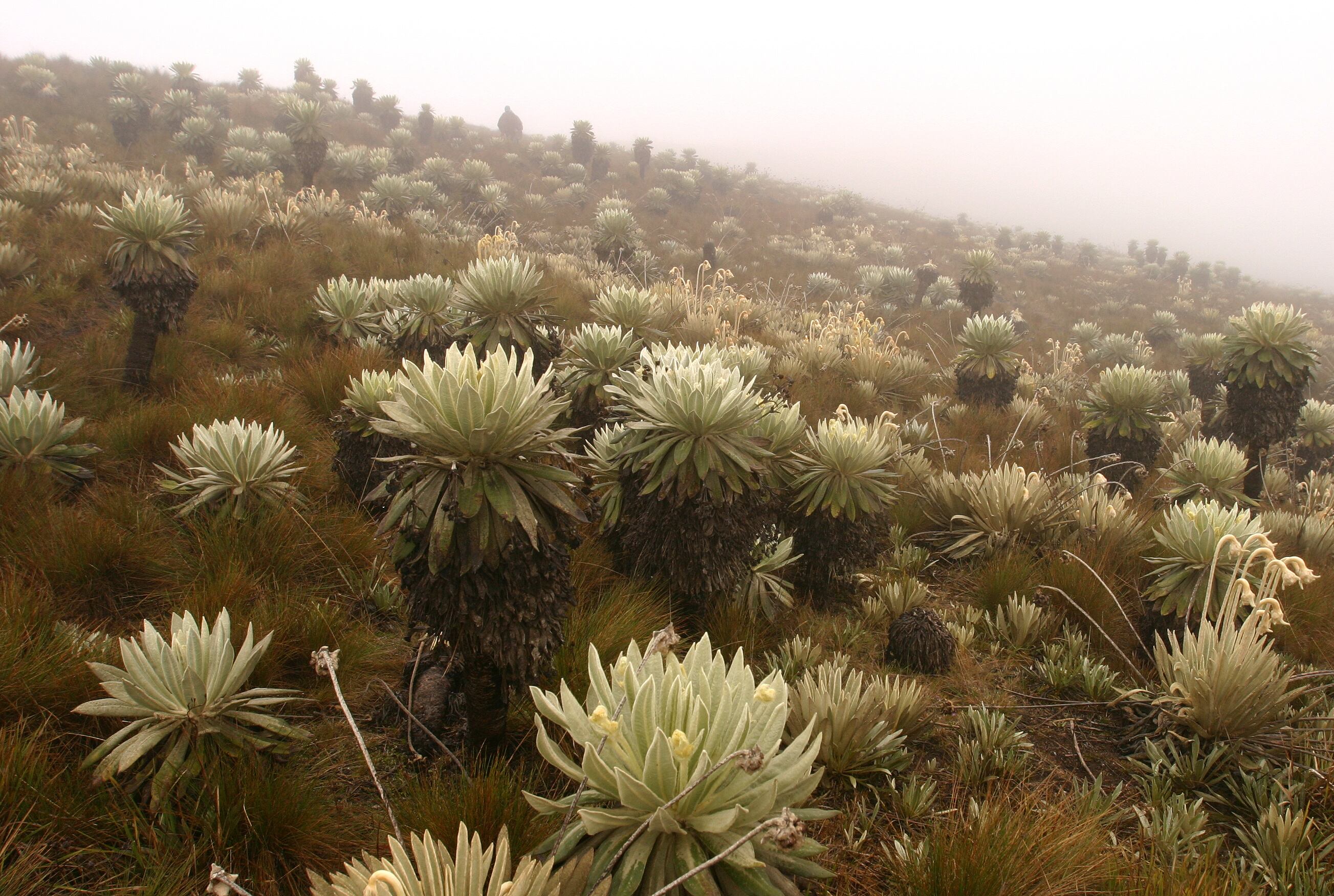 PARQUE NATURAL PARAMO