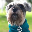 Tato, el Schnauzer que devolvieron muerto de una guardería canina en Bogotá. Compartió durante 14 años con sus dueños y un bull terrier a quien los dueños del lugar de mascotas acusó de haber sido el atacante.