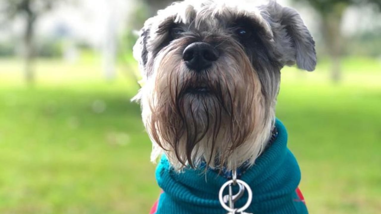 Tato, el Schnauzer que devolvieron muerto de una guardería canina en Bogotá. Compartió durante 14 años con sus dueños y un bull terrier a quien los dueños del lugar de mascotas acusó de haber sido el atacante.