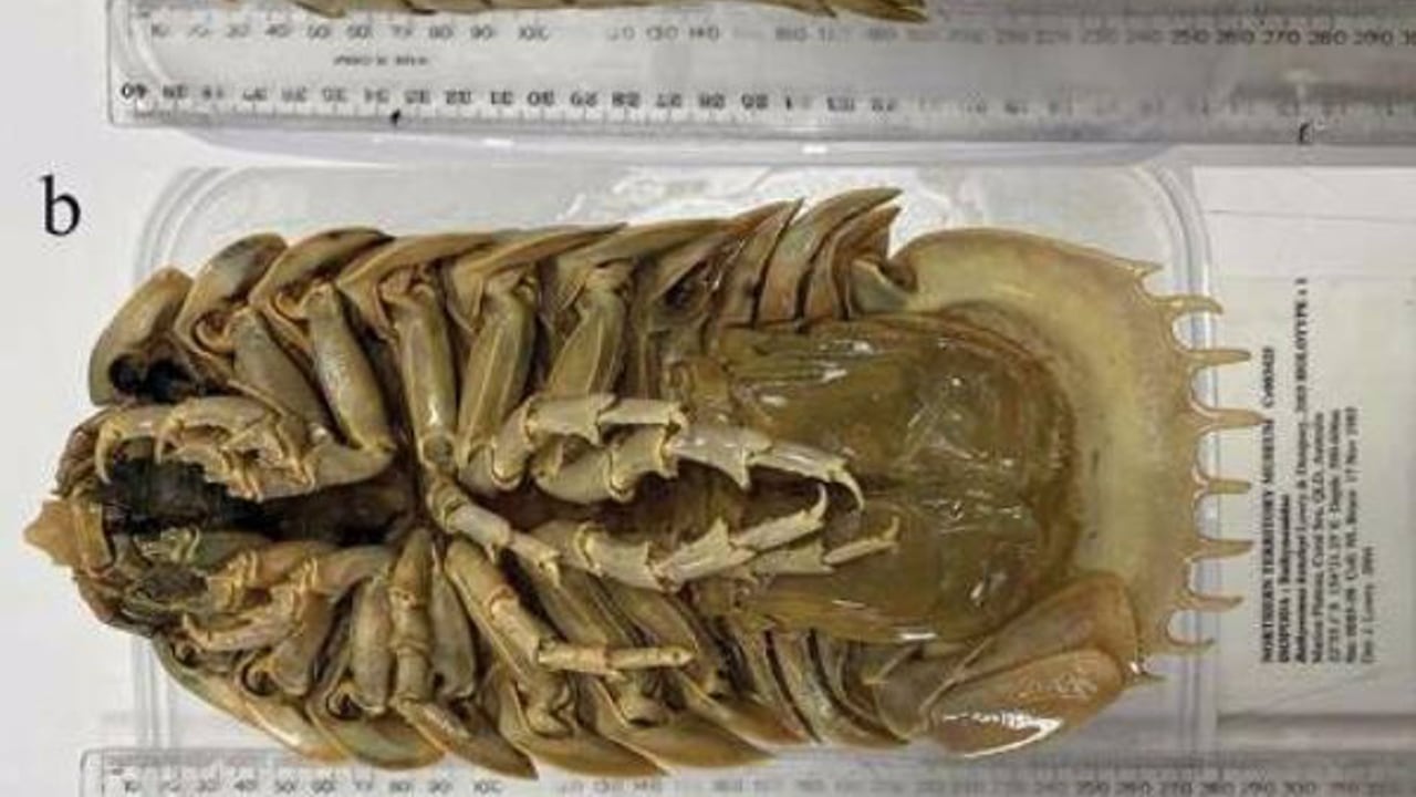 La nueva especie de 'chinche' de aguas profundas tiene 26 centímetros de longitud.