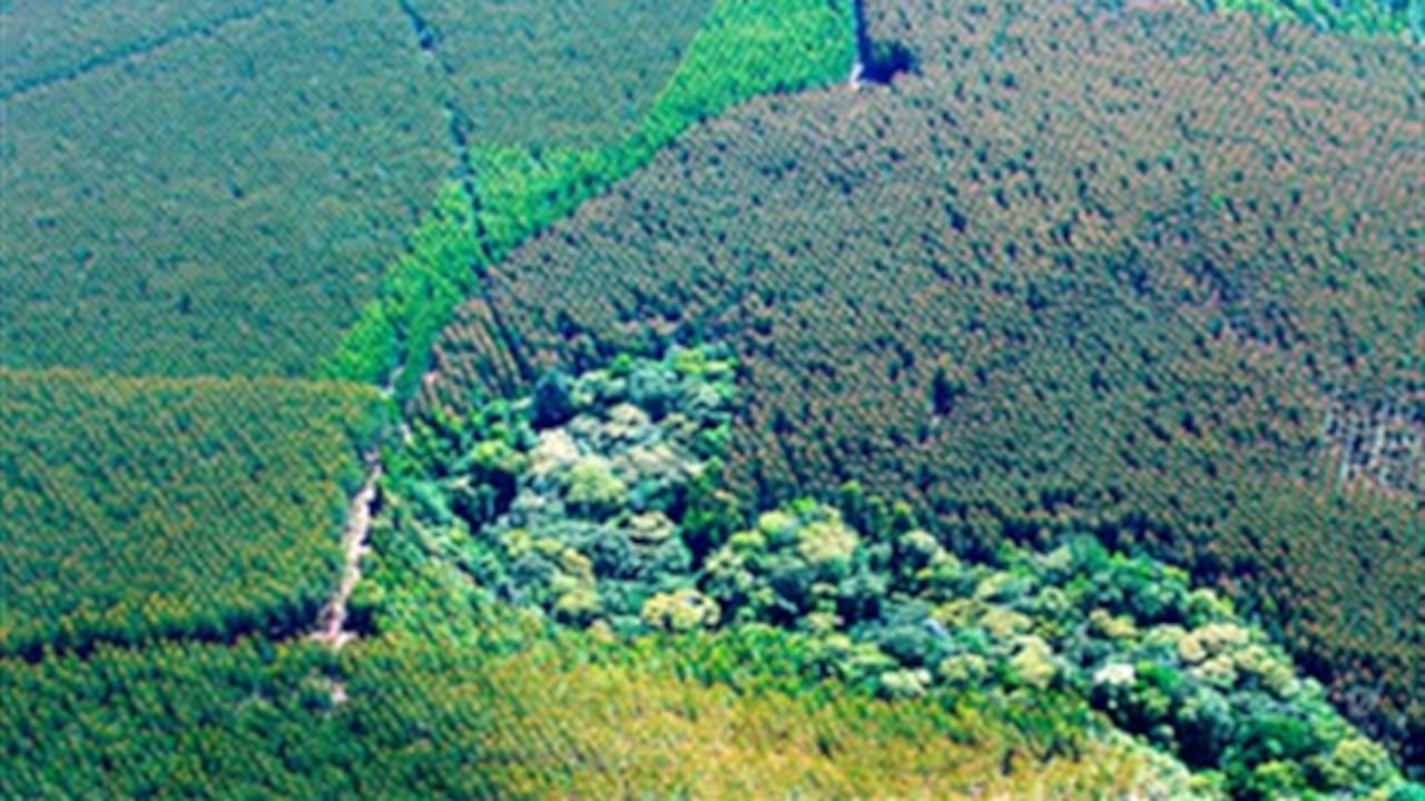 Colombia tiene cerca de 13 millones de hectáreas para reforestación industrial y sembradas unas 300.000. Varias empresas han desarrollado modelos de cultivo eficientes y productivos, como Smurfit Kappa Cartón de Colombia, Pizano y Refocosta, entre otras.