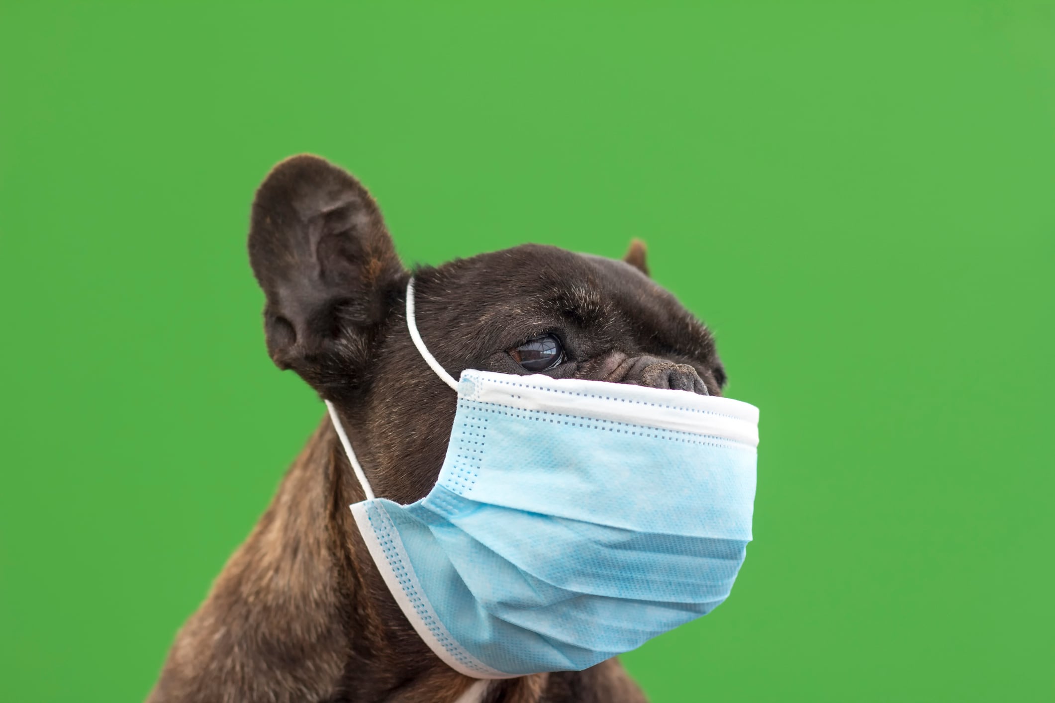 Una investigación de la University of Cambridge advierte sobre las consecuencias del síndrome obstructivo de las vías respiratorias en perros de hocico corto. (Foto de referencia)