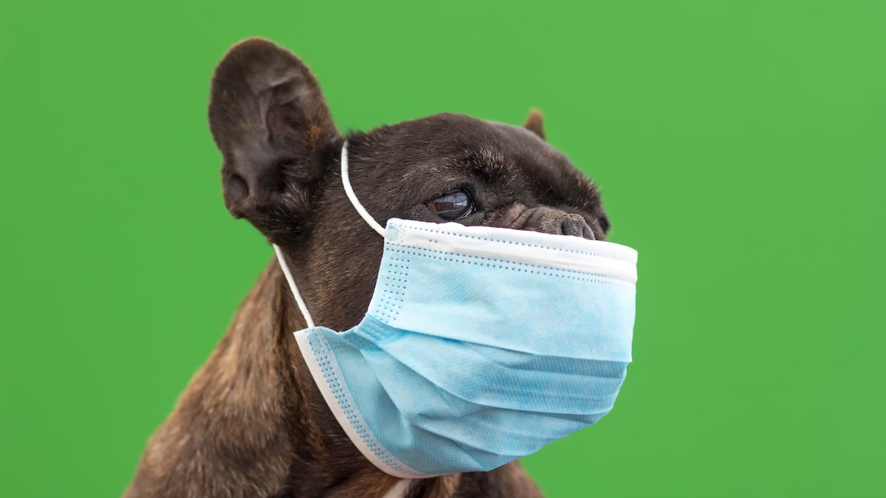 Una investigación de la University of Cambridge advierte sobre las consecuencias del síndrome obstructivo de las vías respiratorias en perros de hocico corto.