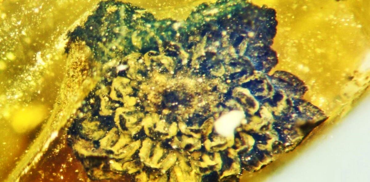 Flor que existió hace 100 millones de años y fue descubierta conservada en ámbar en Gondwana.