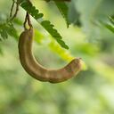 Fruta con mayor presencia en Latinoamérica y Asia. Foto: Getty Images.
