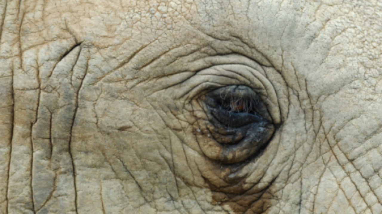 Los elefantes sienten emociones fuertes.