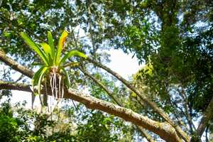 La protección y conservación de ecosistemas es una de las apuestas de Enel.