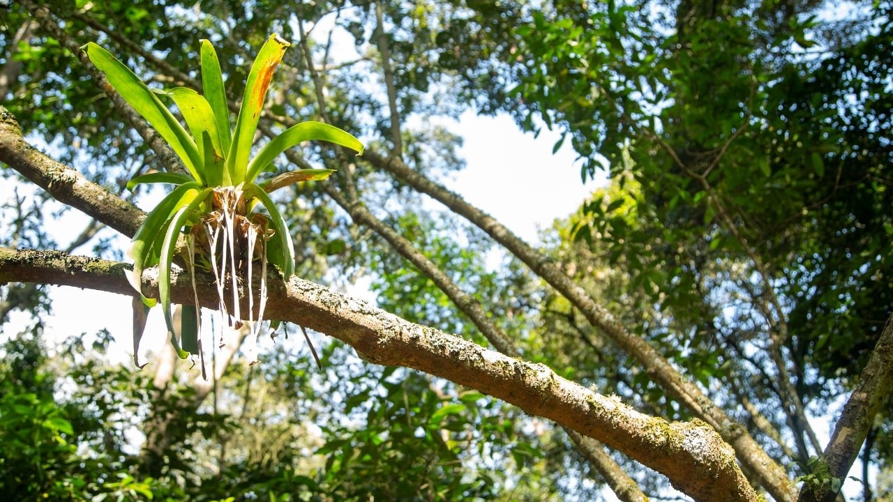 La protección y conservación de ecosistemas es una de las apuestas de Enel.