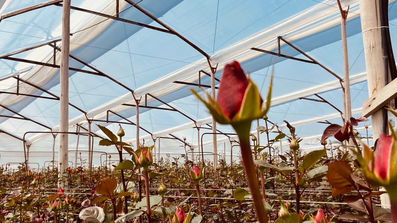 La floricultura colombiana tiene una gran presencia de empresas familiares.