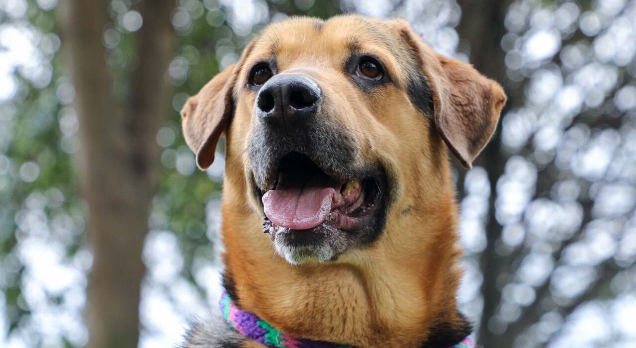 Jornada de adopción de mascotas en Bogotá