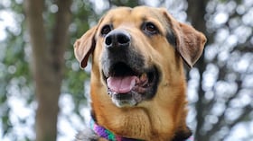 Jornada de adopción de mascotas en Bogotá