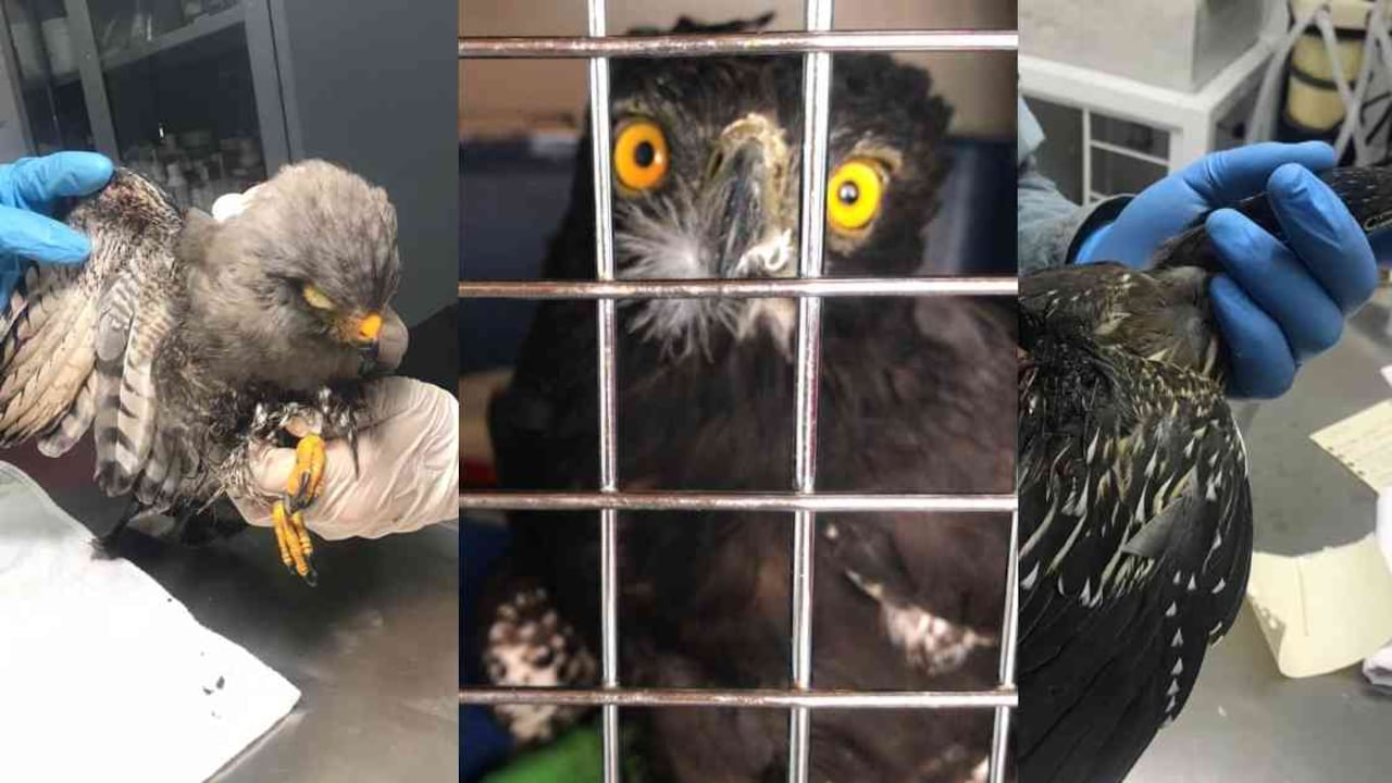 Un águila crestada, un gavilán y una garcita rayada, fueron atacadas por la ciudadanía. Fotos: Cornare.