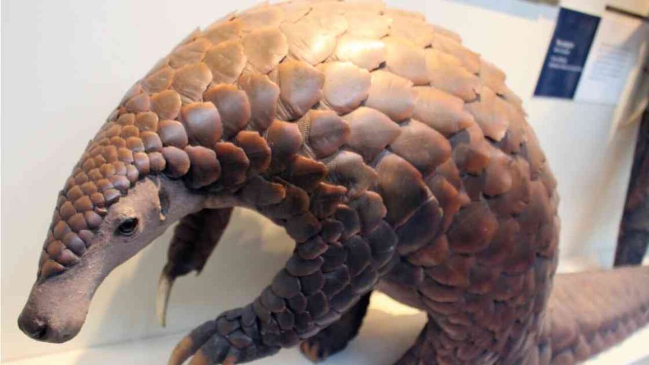 Taxidermia de un pangolín gigante (Smutsia gigantea) en el Museo de Historia Natural de Londres, Inglaterra. Imagen de Emoke Dénes a través de Wikimedia Commons