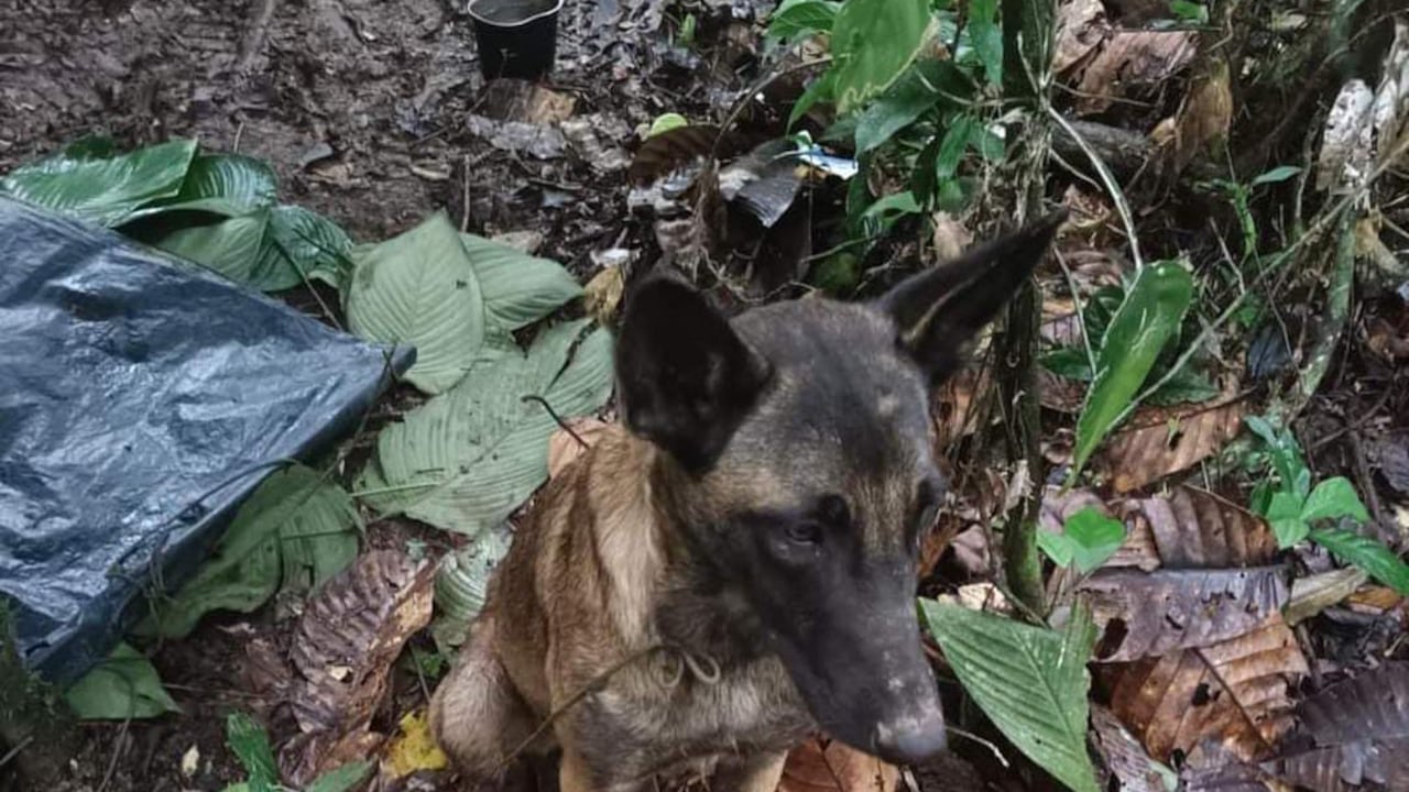 Esta es una de las fotos del perro que fue encontrado en la Selva del Caquetá y que dicen que se parece a Wilson.