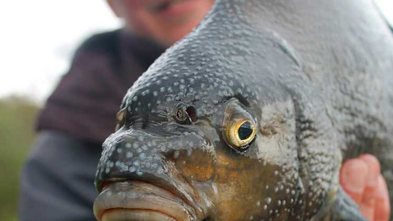 Se estima que en la pesca artesanal o de pequeña escala en América Latina y el Caribe participan más de 2 millones de personas.