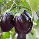 La berenjena contiene un alcaloide que si se consume en exceso puede ocasionar efectos secundarios en el organismo.