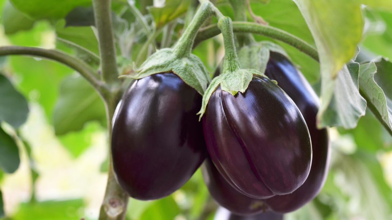 La berenjena contiene un alcaloide que si se consume en exceso puede ocasionar efectos secundarios en el organismo.