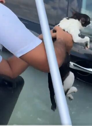 El gato fue rescatado.