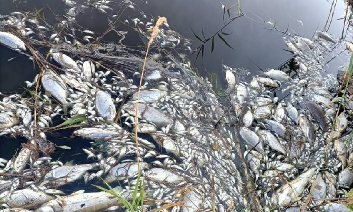 Cerca de 300 toneladas de peces han sido retiradas del agua.