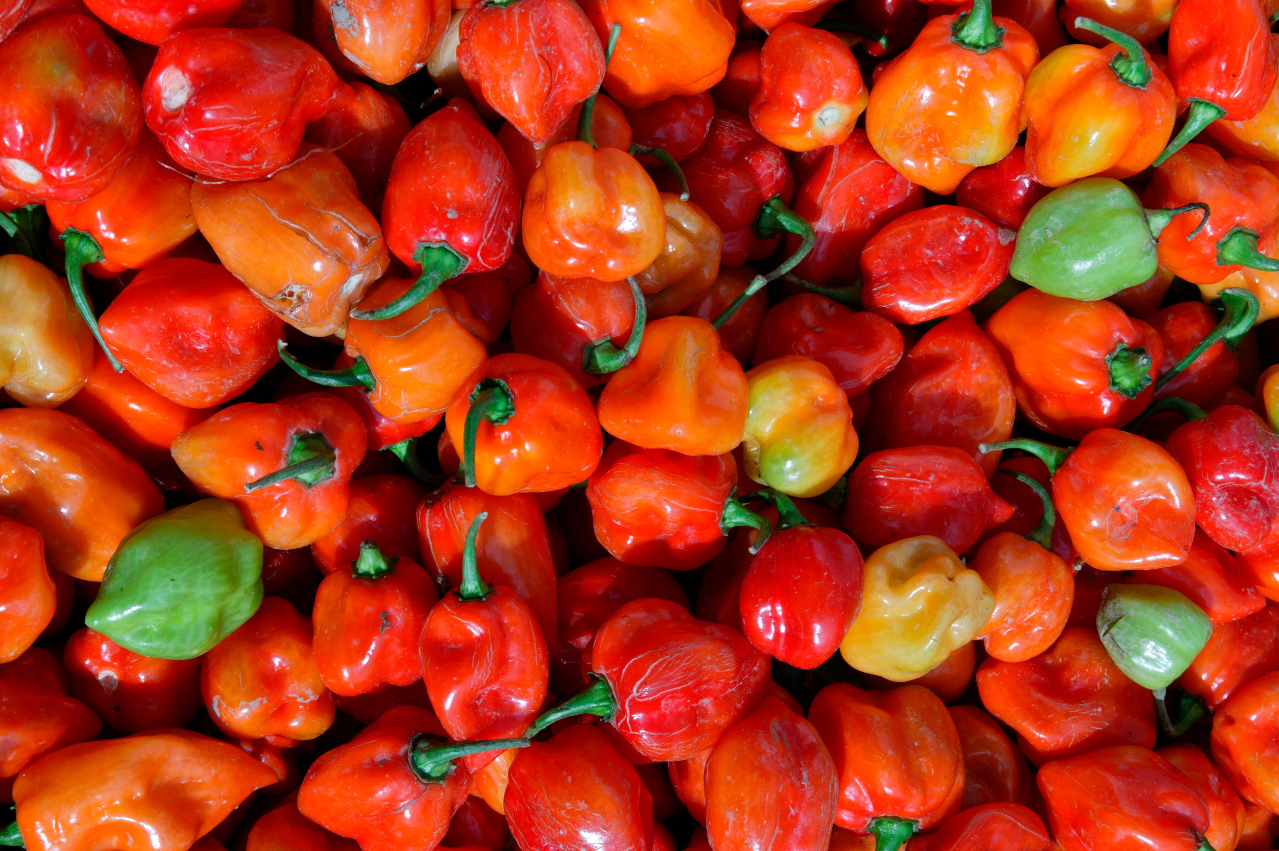 Chile habanero