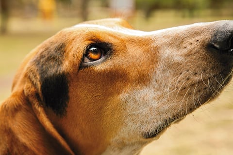 Sabueso fino colombiano: el puro criolllo