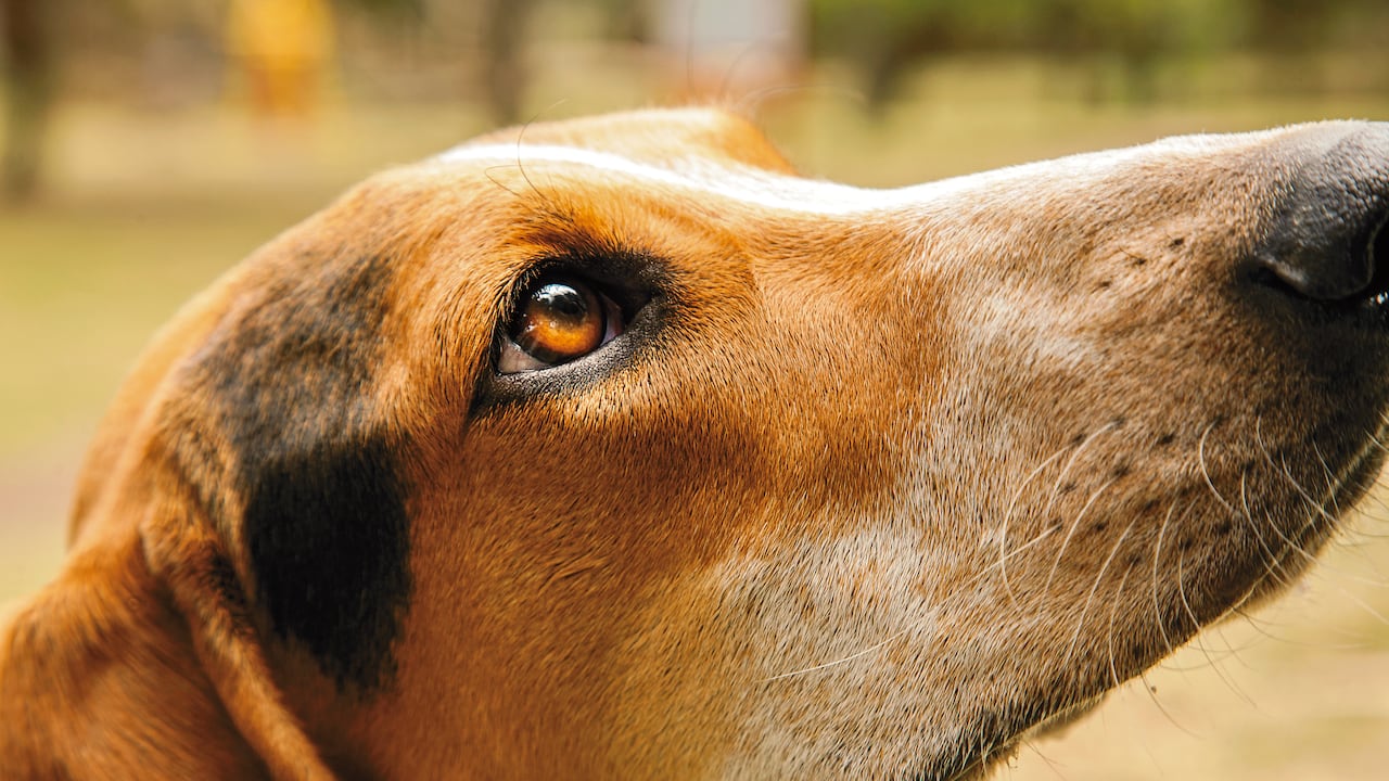 4Patas
Edicion 12
PErfil Colombia
Foto Clara Moreno