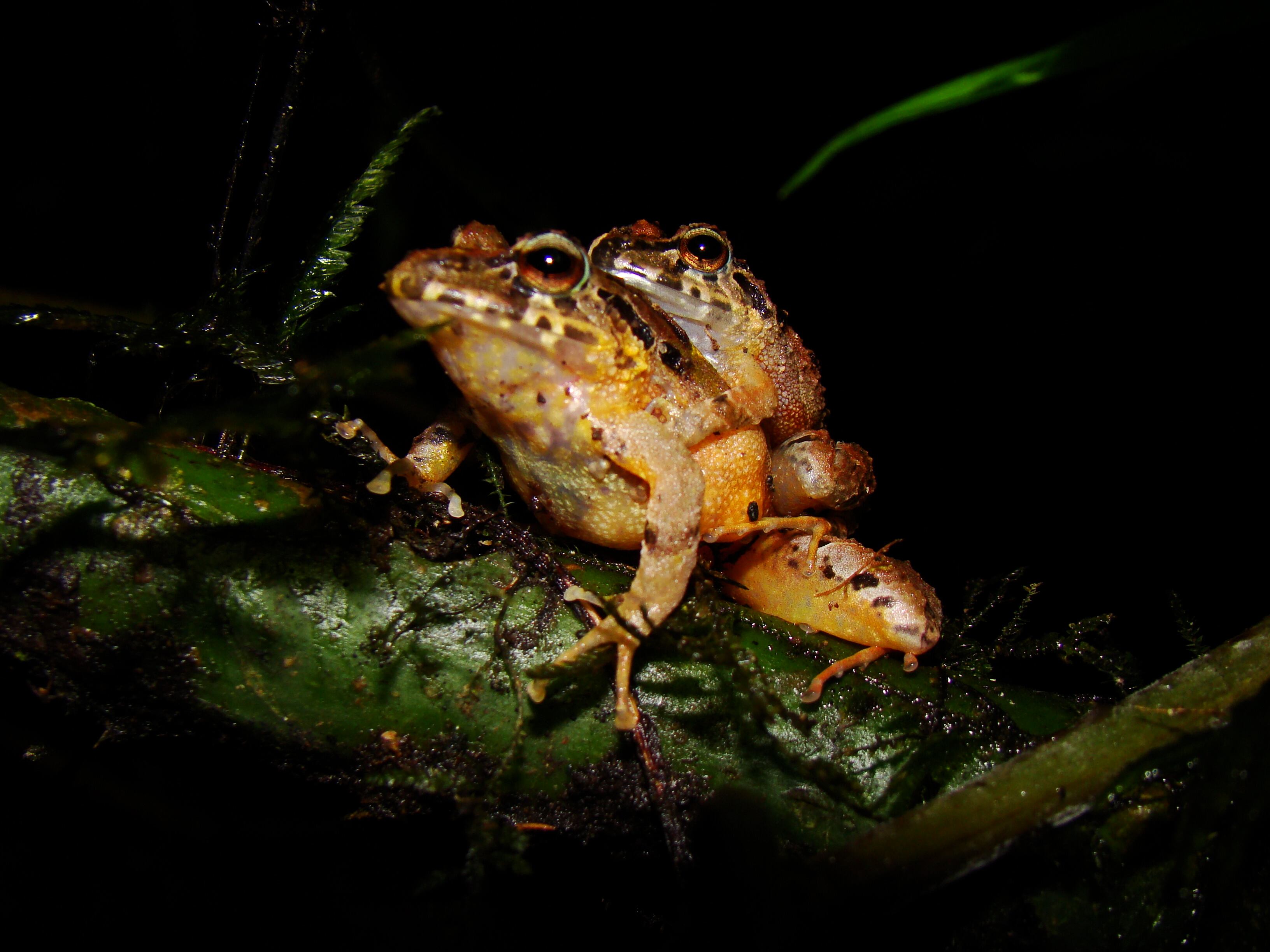 Esta nueva especie habita en la Sierra Nevada de Santa Marta, en la costa norte del país.