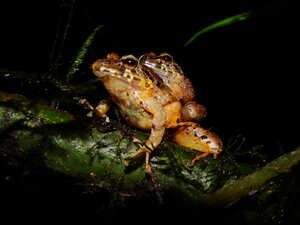 Esta nueva especie habita en la Sierra Nevada de Santa Marta, en la costa norte del país.