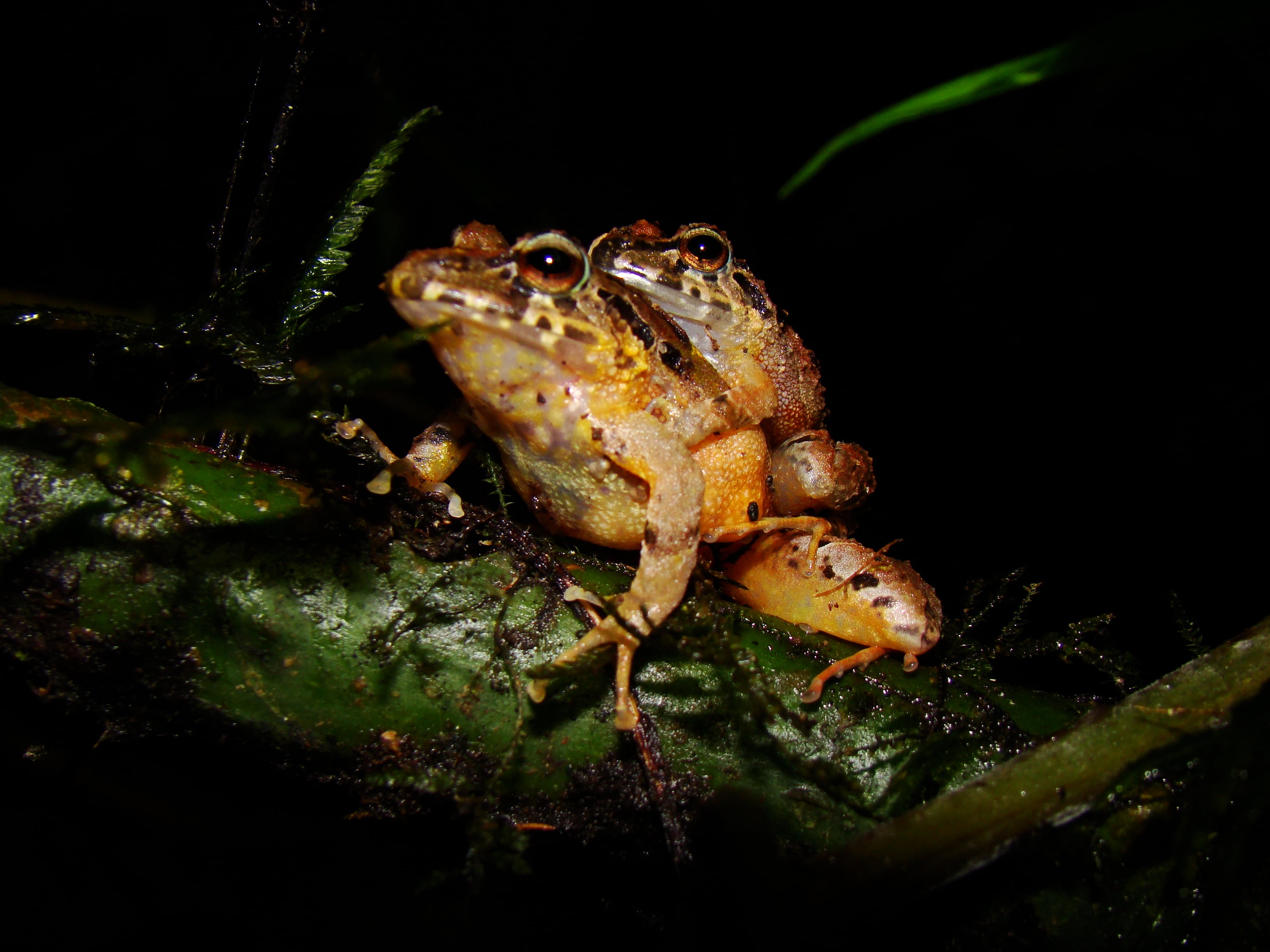 Esta nueva especie habita en la Sierra Nevada de Santa Marta, en la costa norte del país.