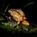 Esta nueva especie habita en la Sierra Nevada de Santa Marta, en la costa norte del país.