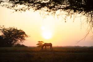 Ver lindos atardeceres en un safari llanero, es uno de los planes para hacer en la temporada de Semana Santa.