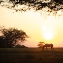 Ver lindos atardeceres en un safari llanero, es uno de los planes para hacer en la temporada de Semana Santa.