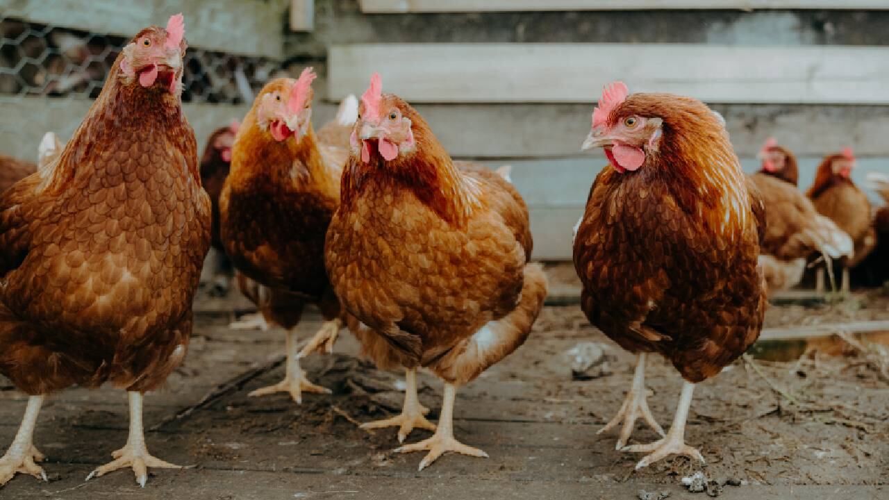 Los vecinos están cansados de que sus animales sean objeto de robo (imagen de referencia).