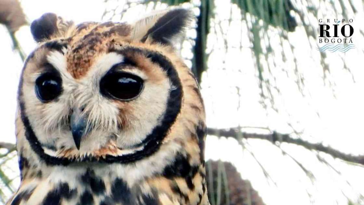 El búho rayado es una de las 208 especies de aves que habita en los humedales de la capital. Foto: Fundación Humedales Bogotá.