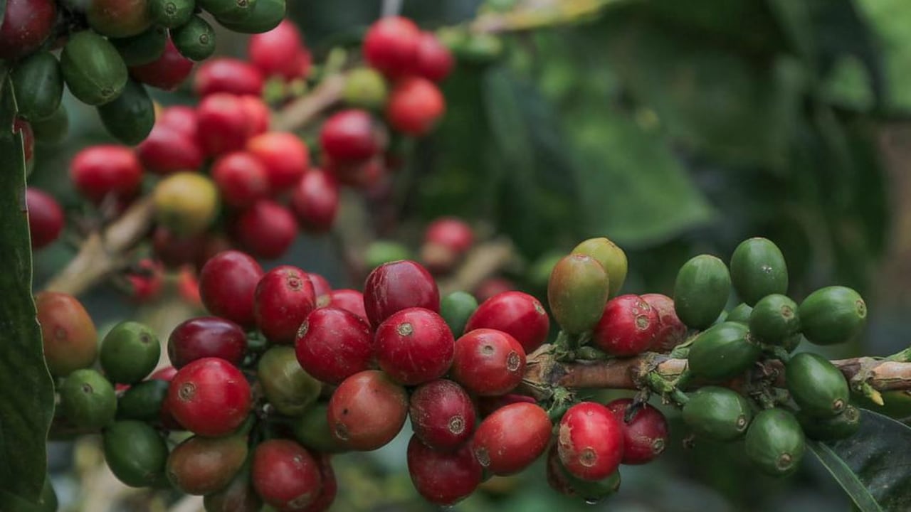Sembrados y cultivos de café en zona rural de Manizales