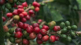 Sembrados y cultivos de café en zona rural de Manizales