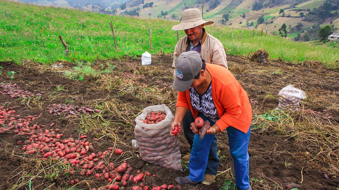 Mercedes y su esposo, Misael, solían sembrar papas nativas, pero con la quiebra de su cliente principal, no han vuelto a cultivarlas.