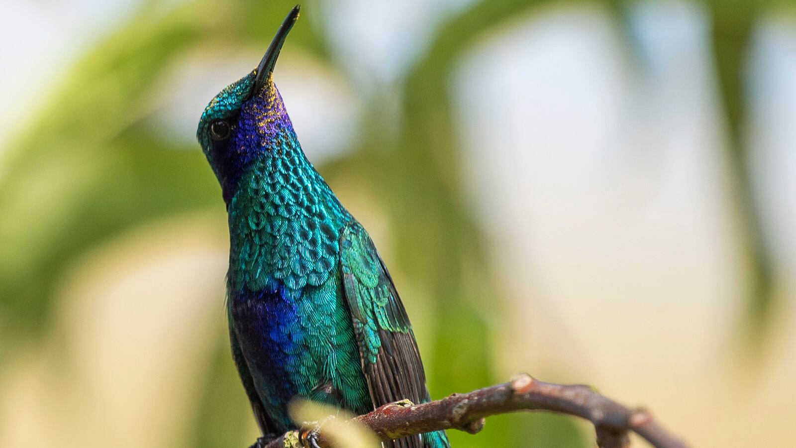 El colibrí estuvo tres horas junto a Abraham.