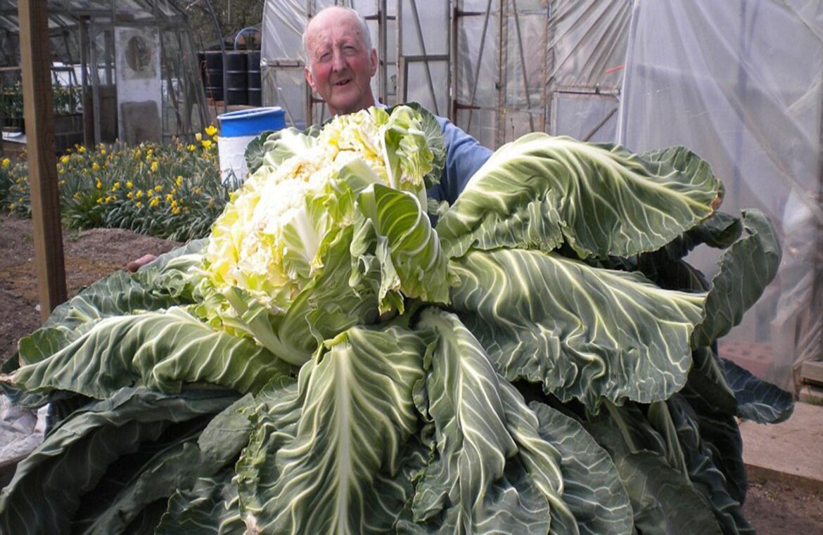 Este es el coliflor más grande del mundo: podría alimentar a una familia de cuatro personas durante un mes.