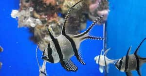 La biomasa global de los animales marinos decrecerá, debido a una subida de la temperatura.