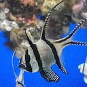 La biomasa global de los animales marinos decrecerá, debido a una subida de la temperatura.