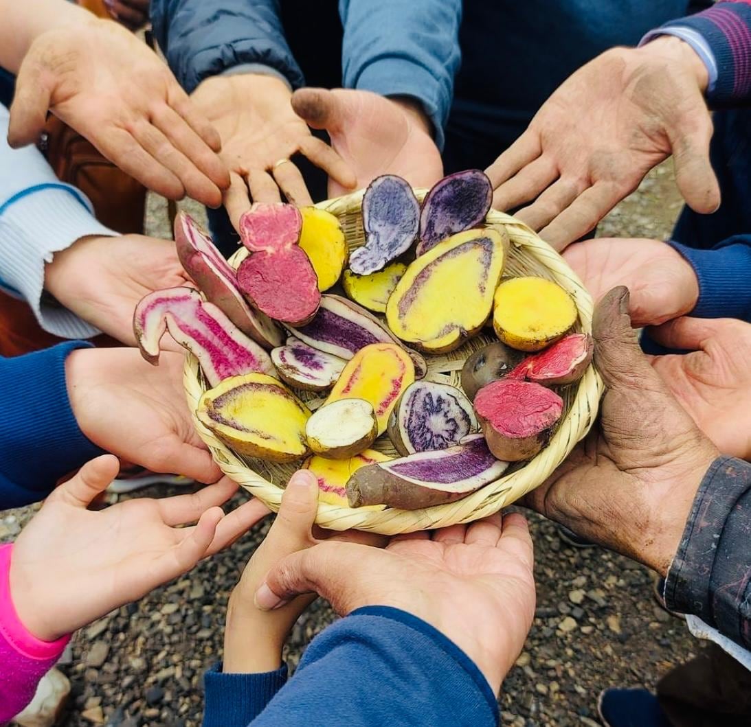 Colombia tiene más de 50 clases de papas nativas.